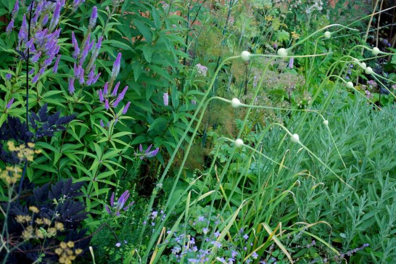 Greenhouse borders July 2009