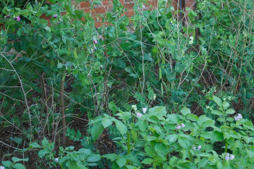 Snow Pea Gigante and Charlotte Potatoes