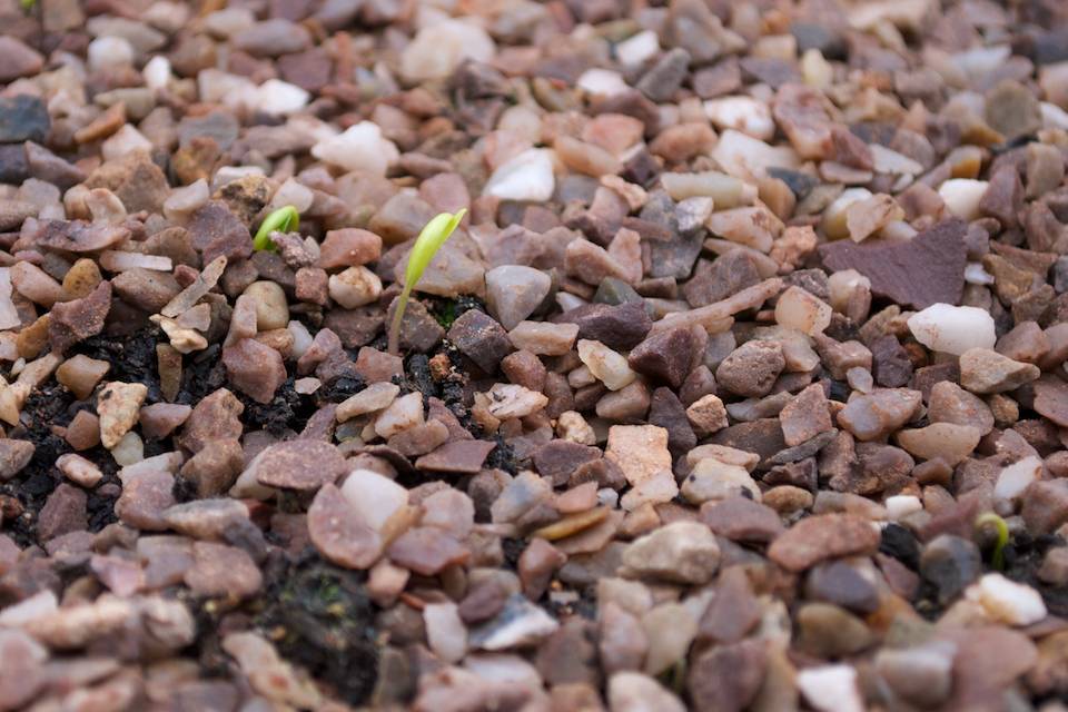 seedlings in grit