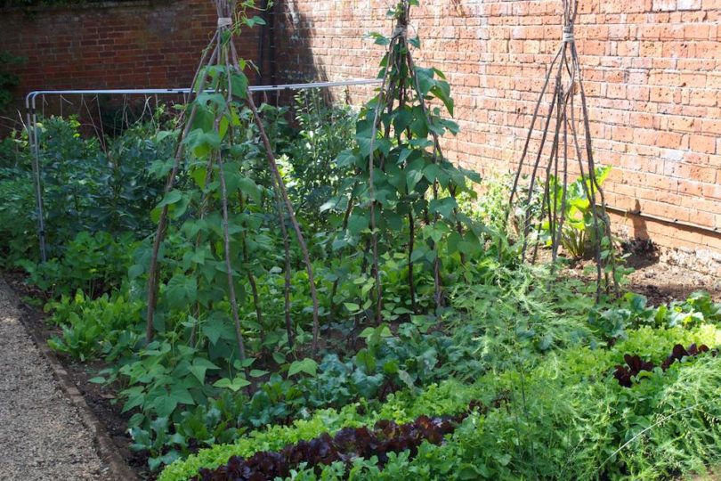 Kitchen Garden 2010