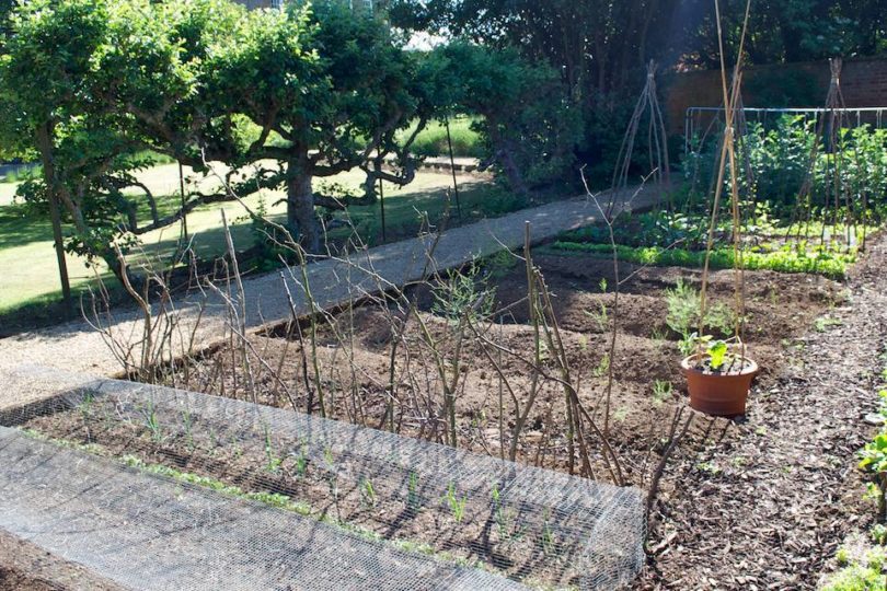 Kitchen Garden June 2010