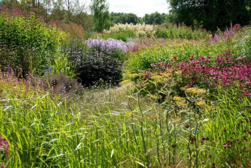 Prairie Planting: Finding the Missing Pieces in the Puzzle | Oxonian ...