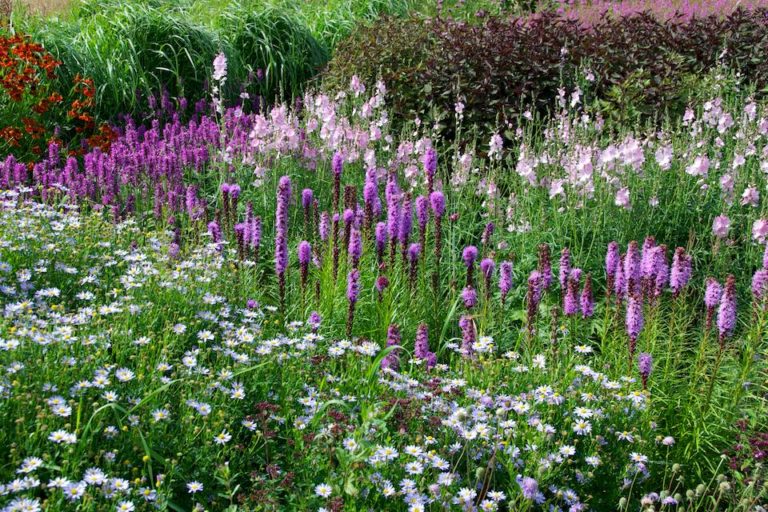 Prairie Planting: Finding the Missing Pieces in the Puzzle | Oxonian ...