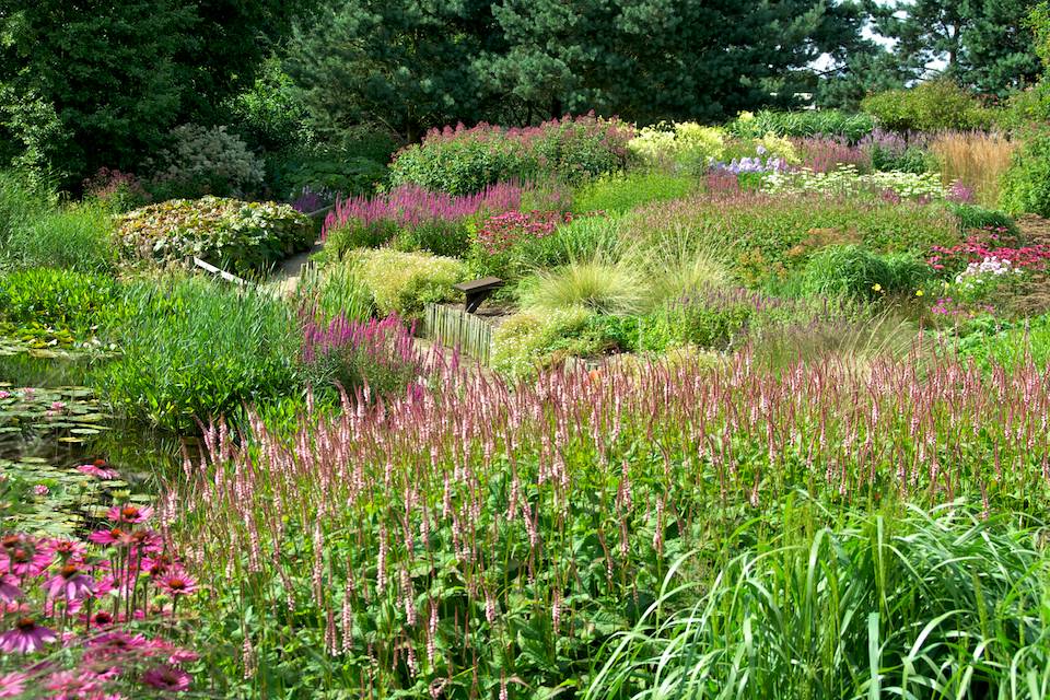 Prairie Planting: Finding the Missing Pieces in the Puzzle | Oxonian ...