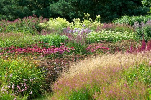 Prairie Planting: Finding the Missing Pieces in the Puzzle | Oxonian ...