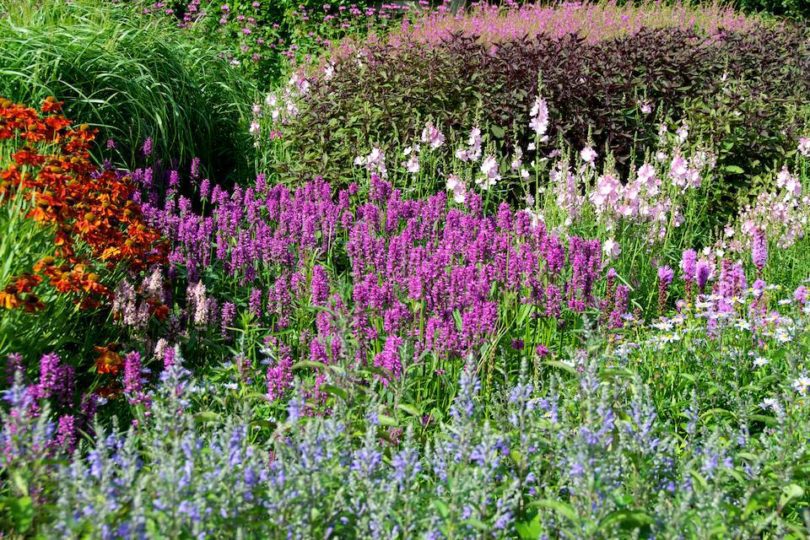 Prairie Planting: Finding the Missing Pieces in the Puzzle | Oxonian ...