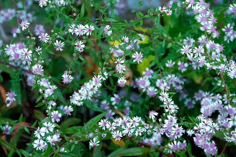 Aster Latiferflorus Lady in Black (29/10/2011)