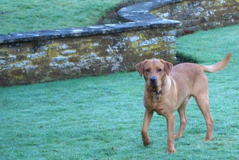 Dudley on frosty lawn