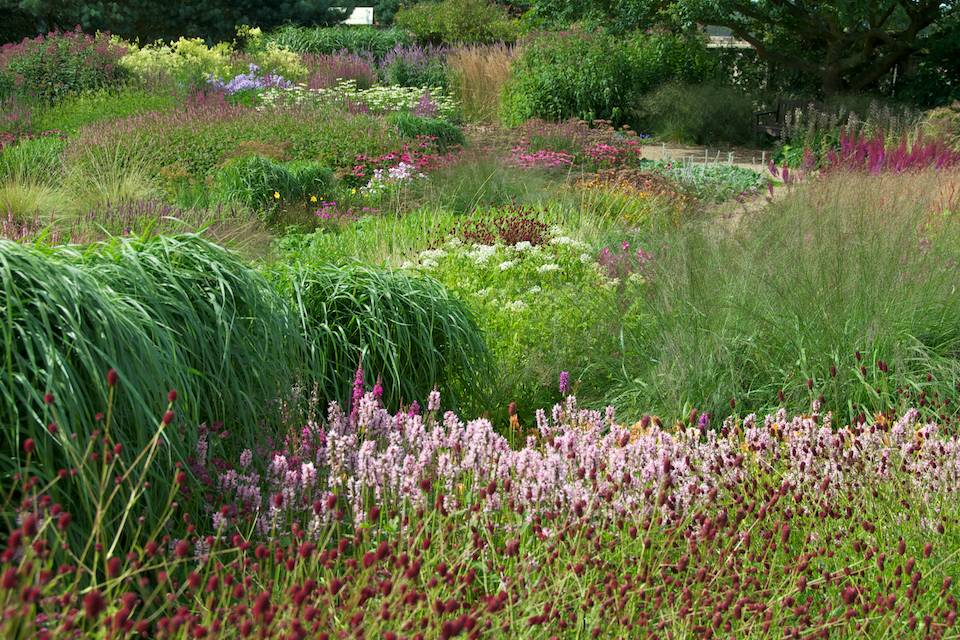 Prairie Planting: Finding the Missing Pieces in the Puzzle | Oxonian ...