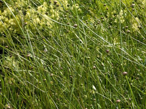 Prairie Planting: Finding the Missing Pieces in the Puzzle | Oxonian ...