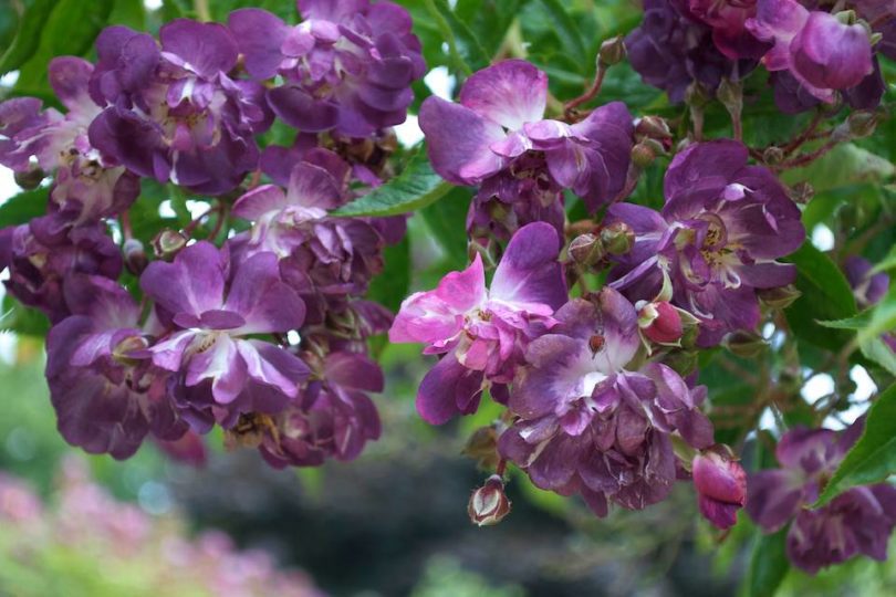 Rosa Veilchenblau