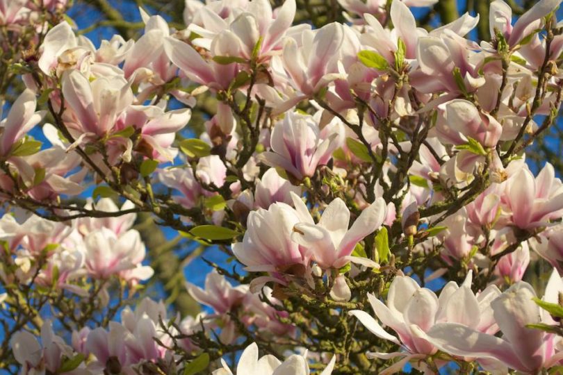 Magnolia x Soulangeana