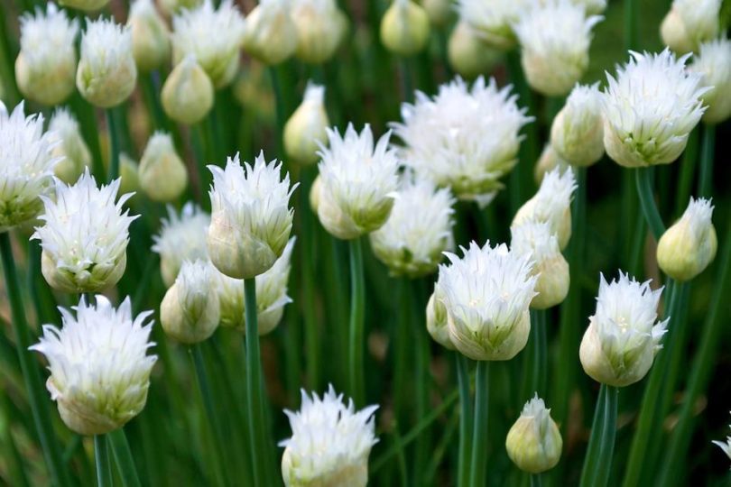 White Chives