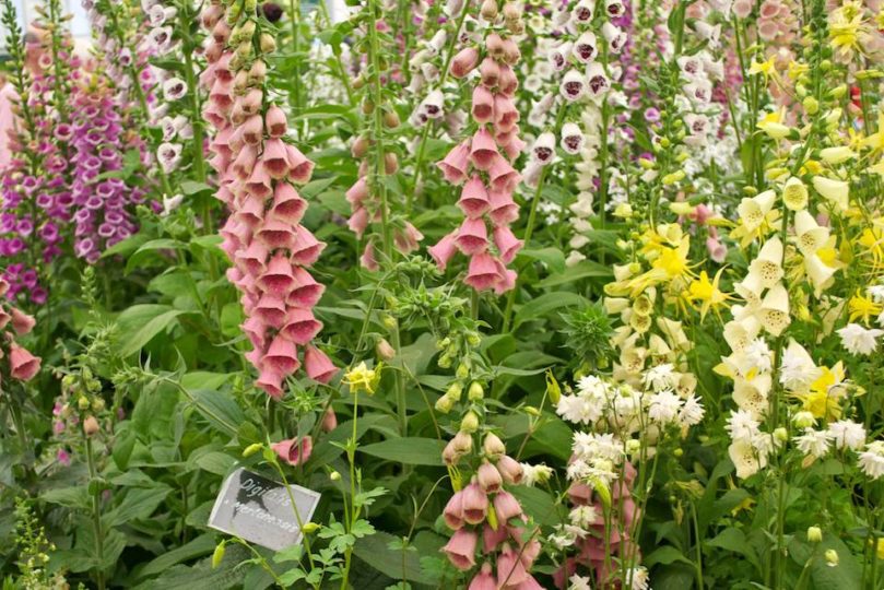 Digitalis x Mertonensis