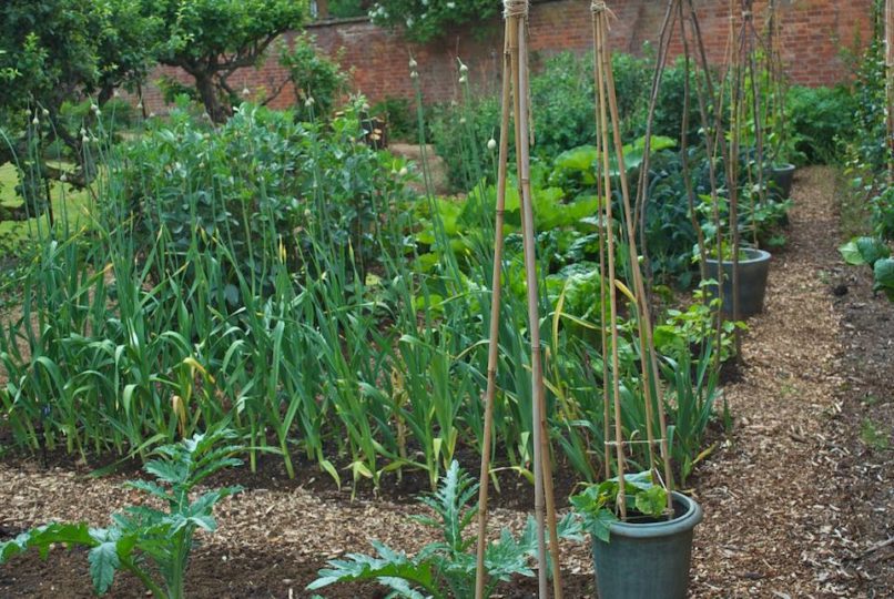 Kitchen Garden 2011