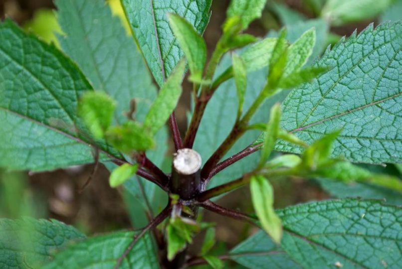 Eupatorium Purpureum recovering from Chelsea Chop (02/07/2011)