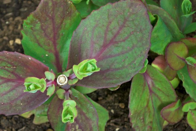 Chelsea Chopped Sedum Matrona