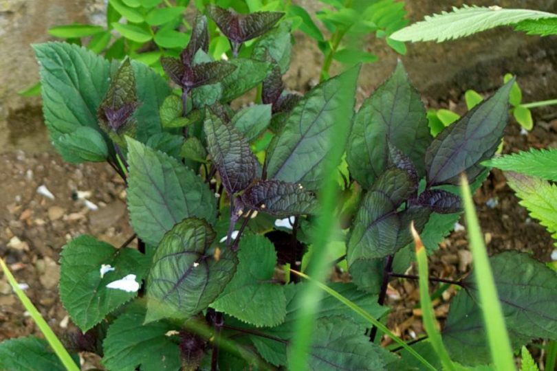 Ageratina altissima (Eupatorium Rugosum 'Chocolate') post Chelsea Chop