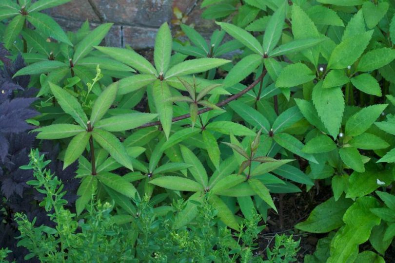 Chelsea Chopped Veronicastrum and Eupatorium Purpureum