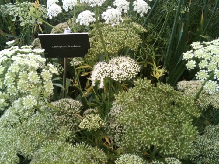 Cenolophium Denudatum in the lovely Garlic Farm display