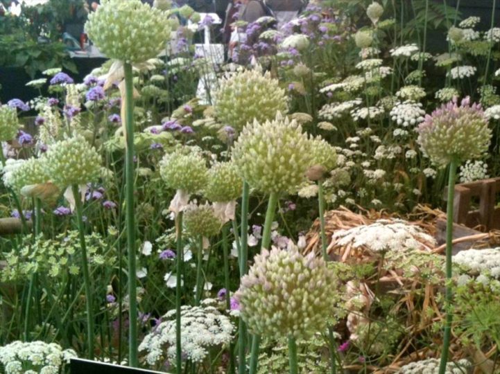 Loveliest display of the show by the deservedly Gold Award winning Garlic Farm