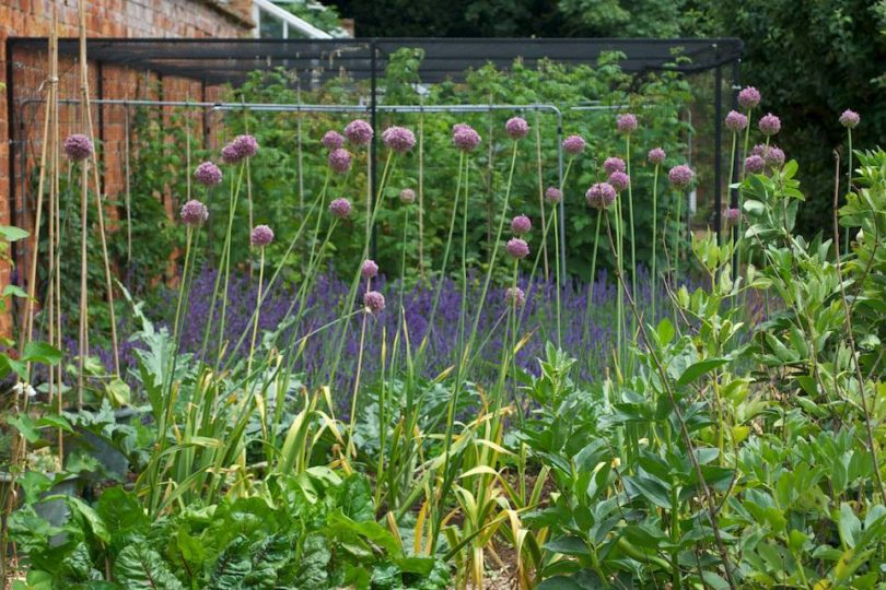 Much cherished Elephant Garlic in Kitchen Garden