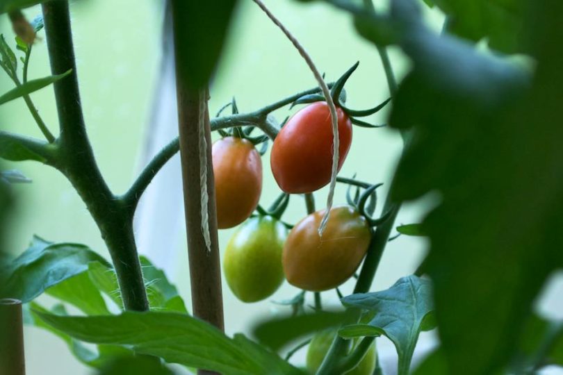 Ripening tomato