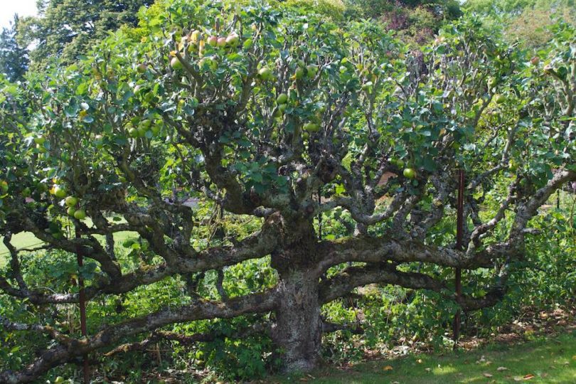 Espalier Apple Tree after pruning