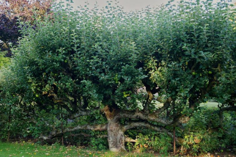 Espalier tree before pruning