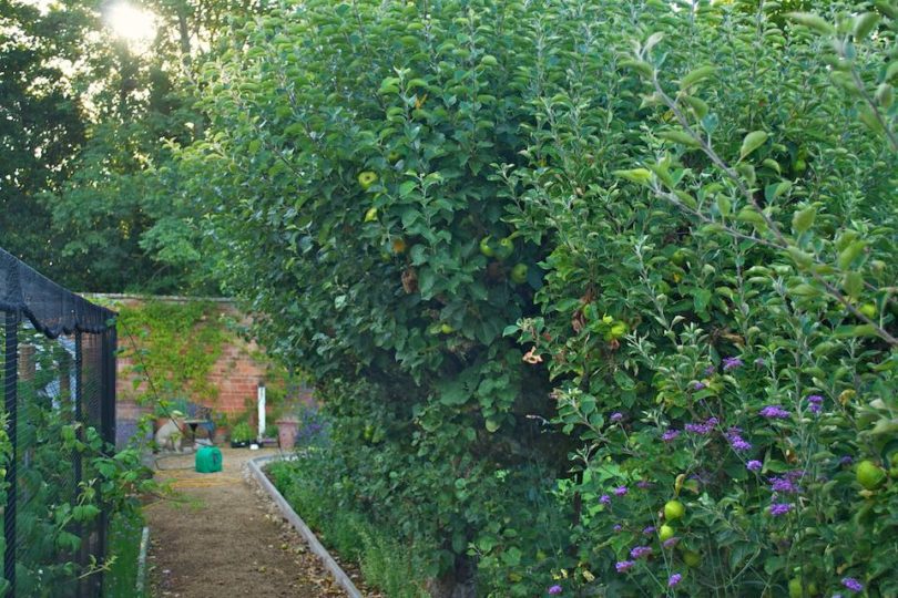 Espalier Apple Tree - the before shot