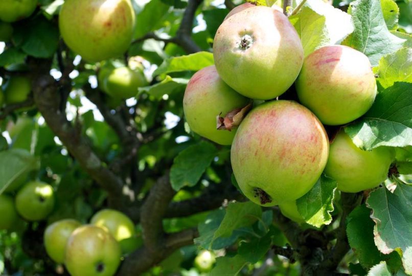 Ripening apples