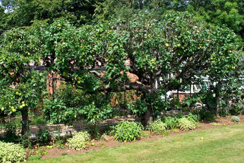 Summer pruned espalier