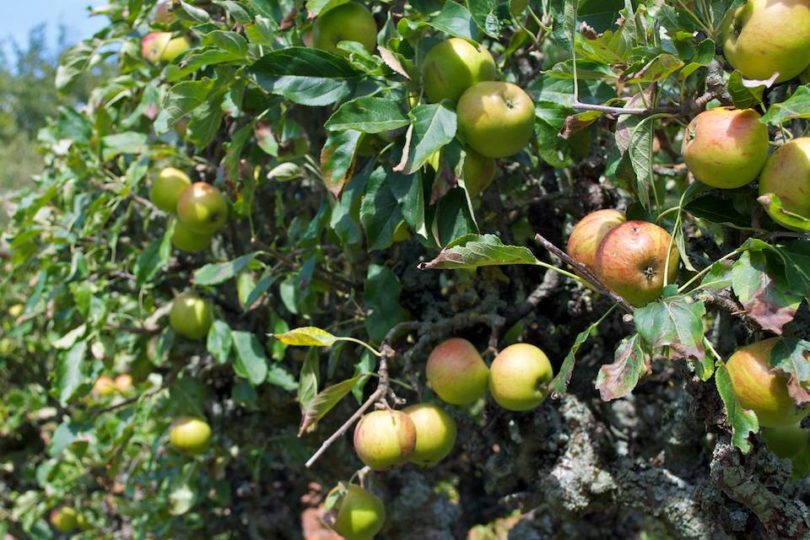 Apples ripening