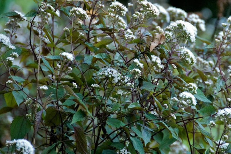 Ageratina altissima chocolate