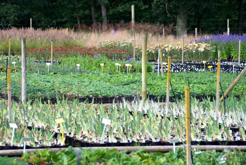 Crocus nursery open day