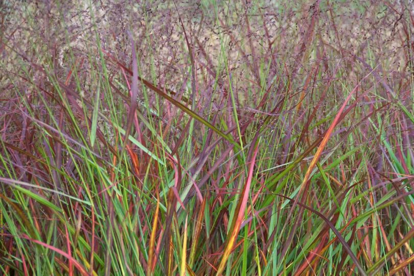 Panicum Virgatum Rehbraun