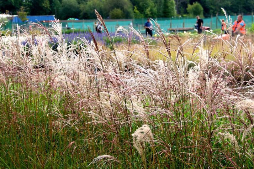 Crocus Nursery Open Day