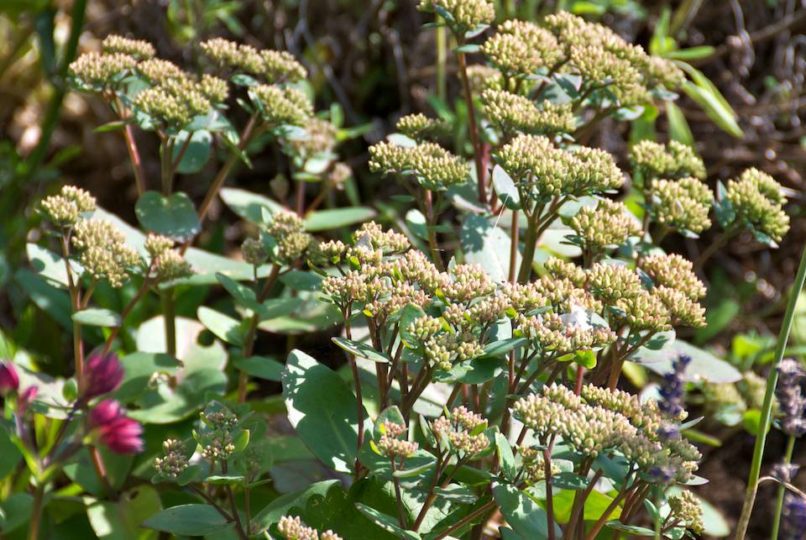 Sedum Matrona (01/09/2011)