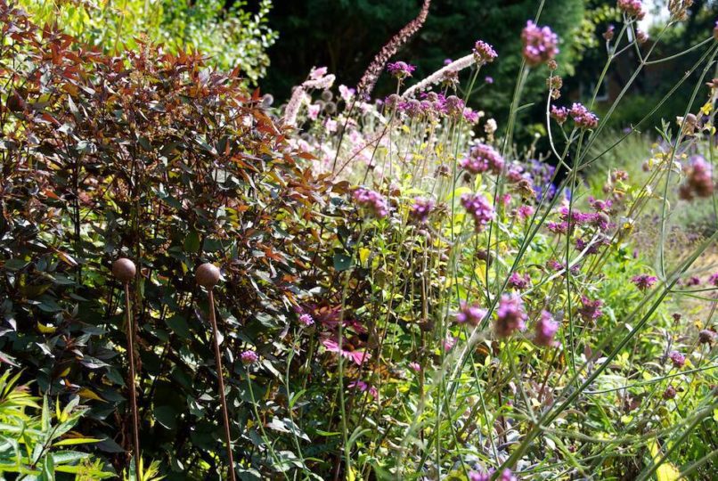 Eupatorium/Ageratina altissima Chocolate (01/09/2011)