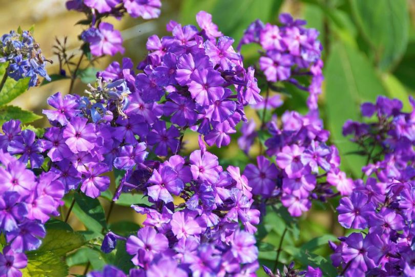 Phlox Paniculata Blue Paradise (01/09/2011)