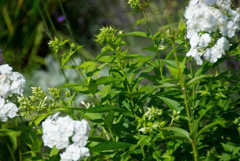 Phlox Paniculata David (01/09/2011)