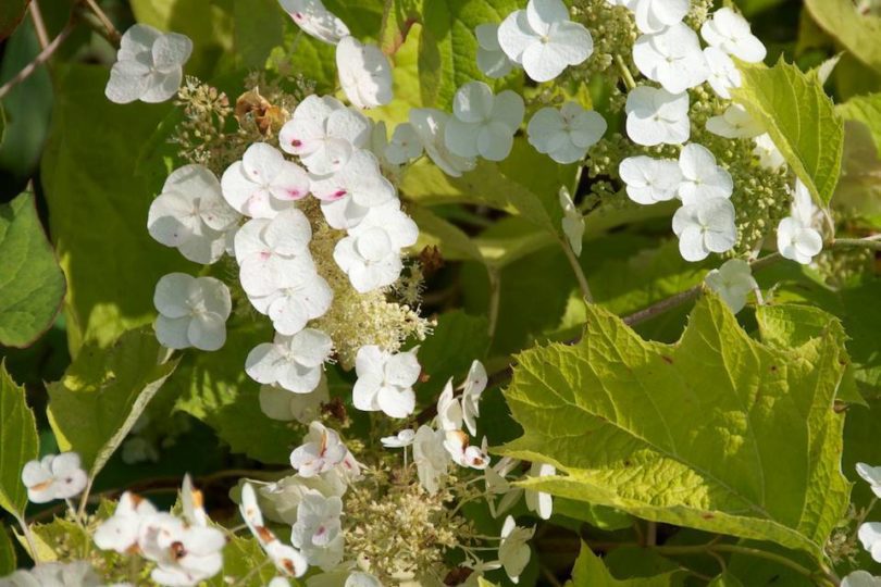 Hydrangea Quercifolia