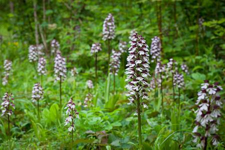 Sarah Raven's Wild Flowers (copyright Jonathan Buckley)