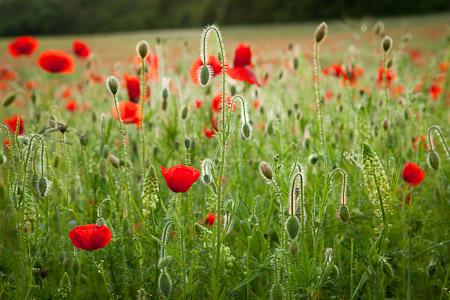 Sarah Raven's Wild Flowers (copyright Jonathan Buckley)