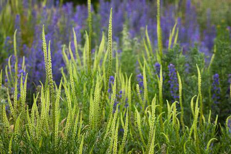 Sarah Raven's Wild Flowers (copyright Jonathan Buckley)