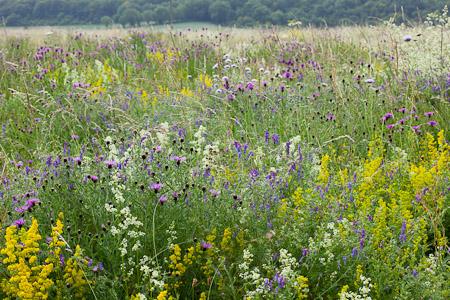 Sarah Raven's Wild Flowers (copyright Jonathan Buckley)