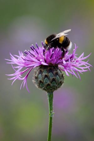 Greater Knapweed