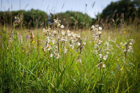 Sarah Raven's Wild Flowers (copyright Jonathan Buckley)