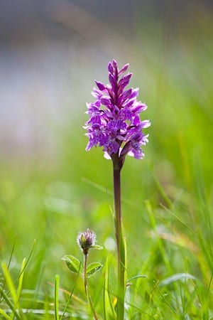 Sarah Raven's Wild Flowers (copyright Jonathan Buckley)