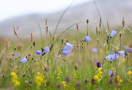 Sarah Raven's Wild Flowers (copyright Jonathan Buckley)